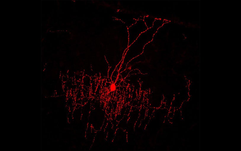 Huang Single chandelier cell