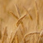 Wheat crops