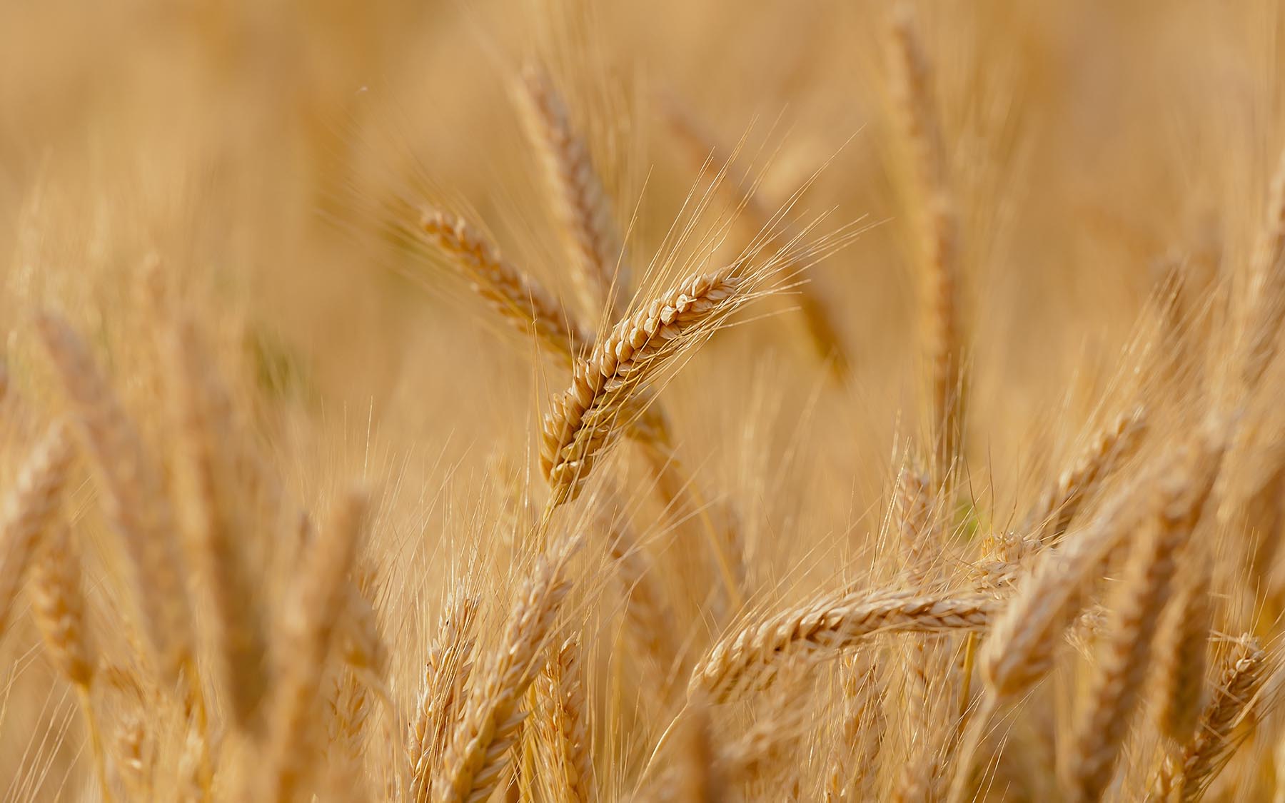 Wheat crops