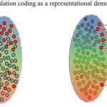 Zador population coding democracy