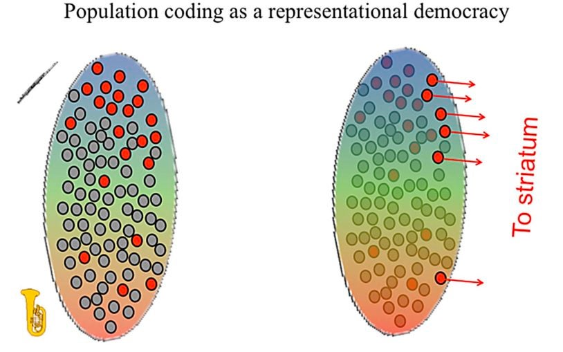 Zador population coding democracy