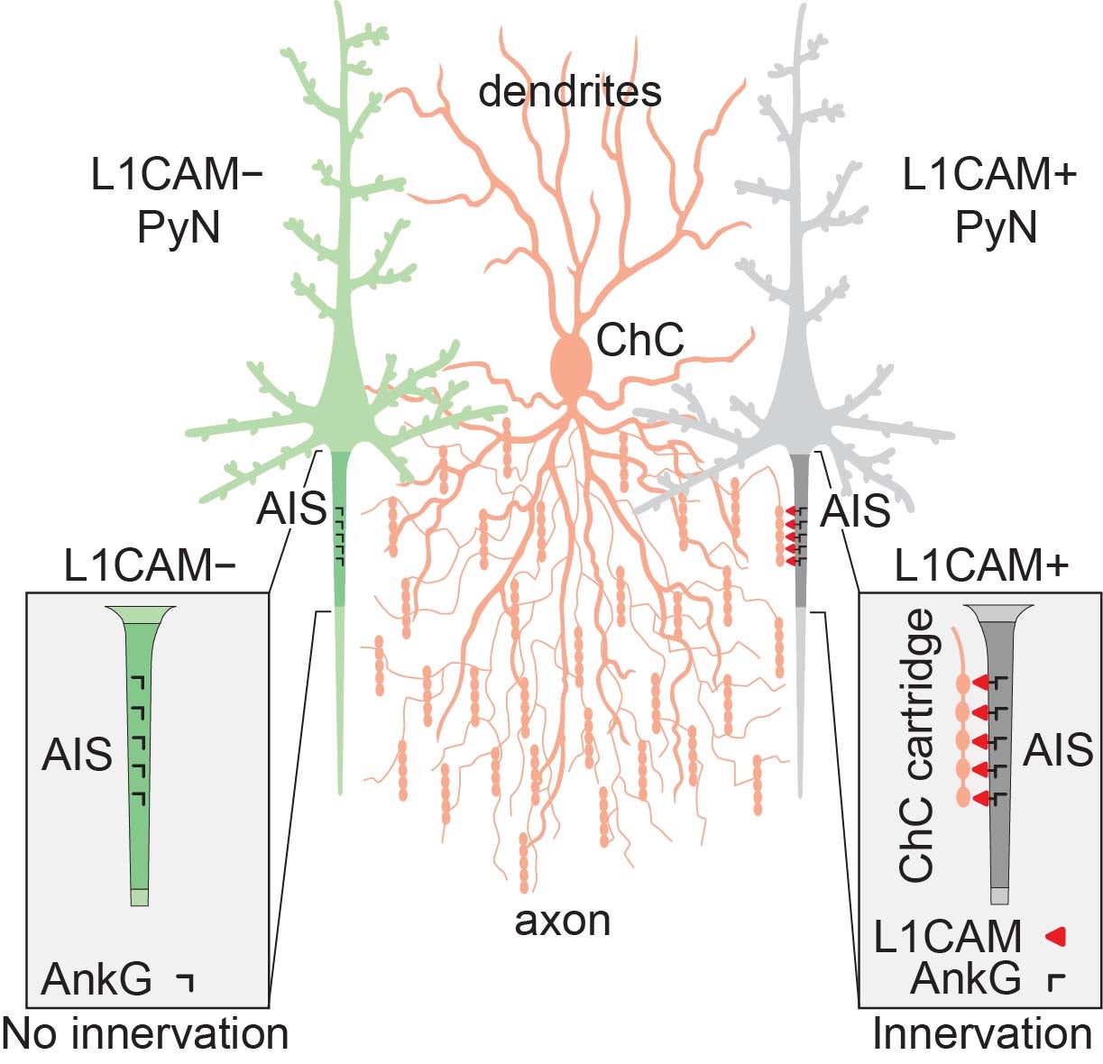 Innervation
