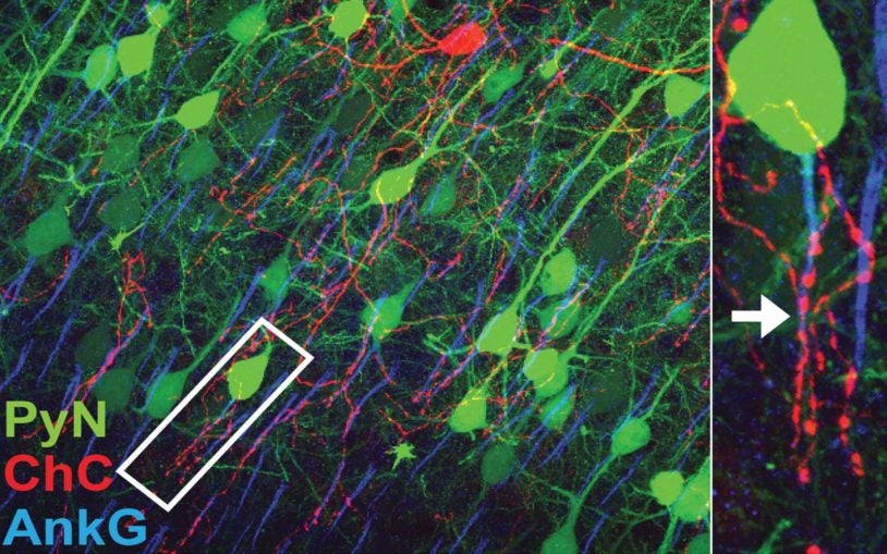 Chandelier neuron requires ‘Velcro-like’ molecule to form connections