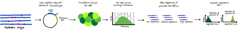 mpra fluoro