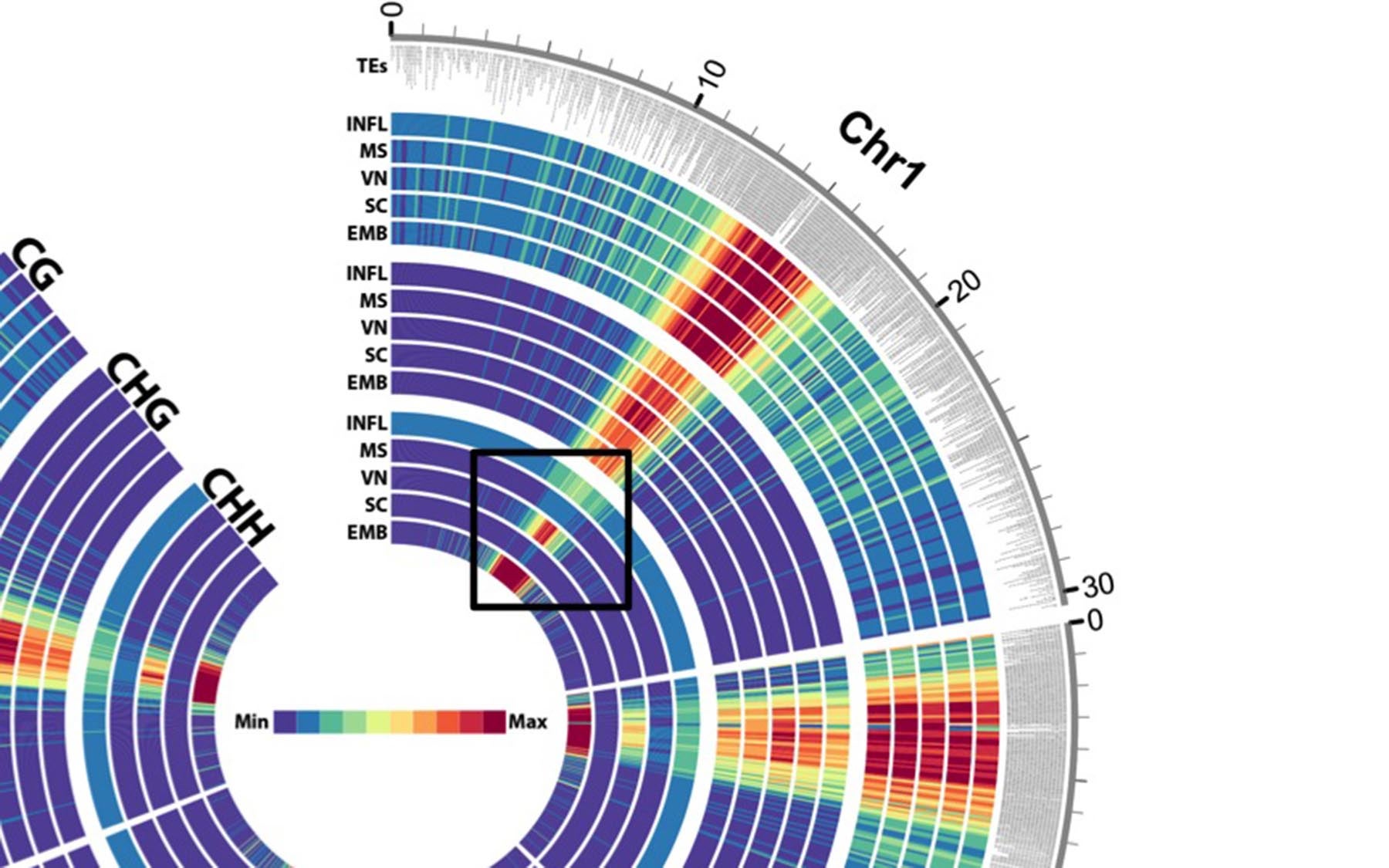 Cell heat map Martienssen