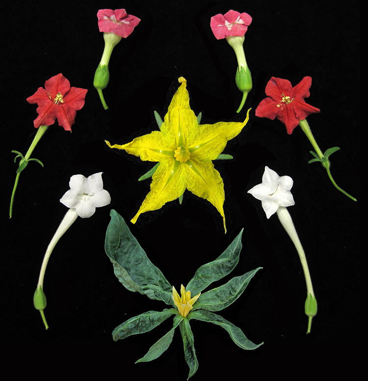 Lippman Solanaceae tomato
