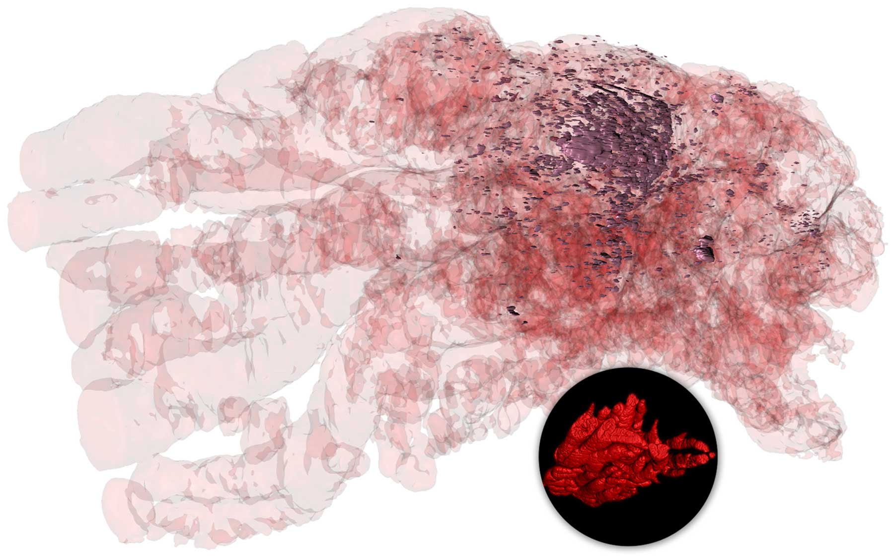 Mouse prostate Osten Trotman