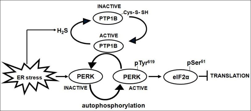 Nicholas Tonks PTP1B signaling