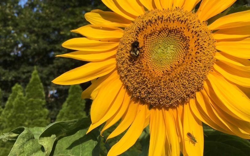 flower and bee