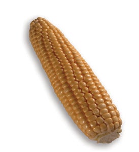Corn ear maize