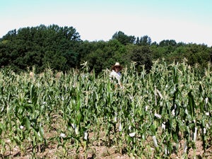 Cornfield