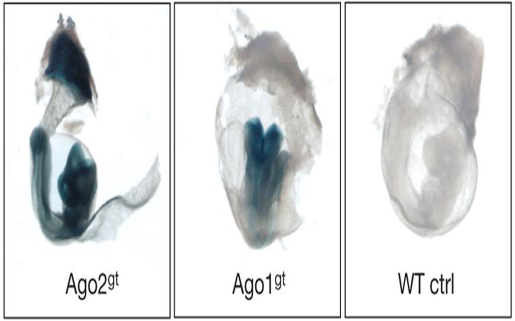 Alleles embryo Hannon Joshua-Tor