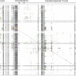 Brain Architecture Management System