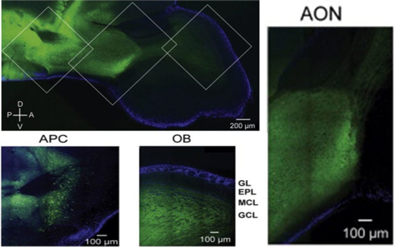 Neuroscientists discover how feedback from the cortex helps mammals make fine distinctions about odors