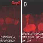 DopR expression MB