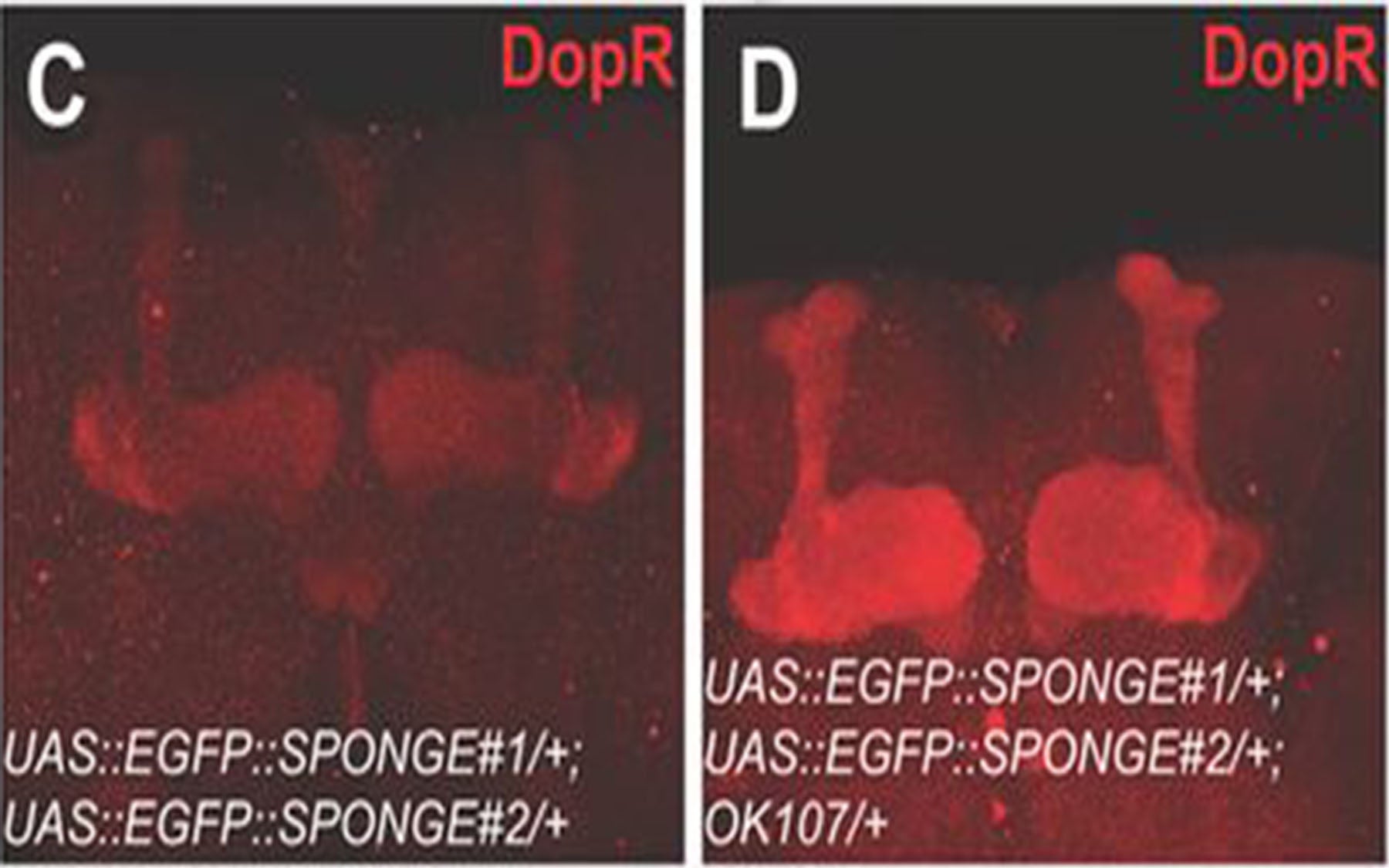 DopR expression MB