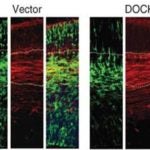 EGFP+ transfected cells