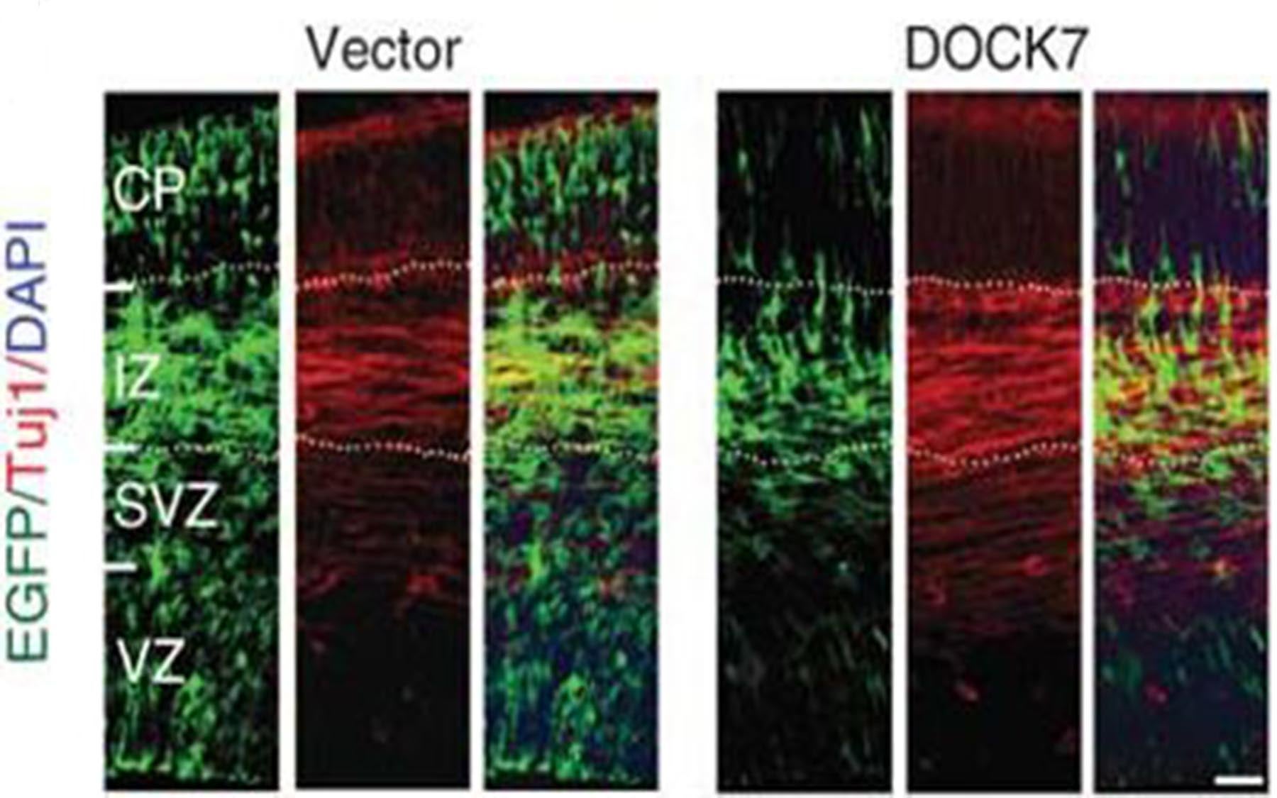 EGFP+ transfected cells