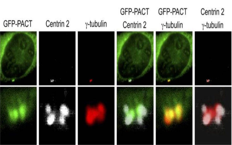 GFP-PACT transfected U2OS cells