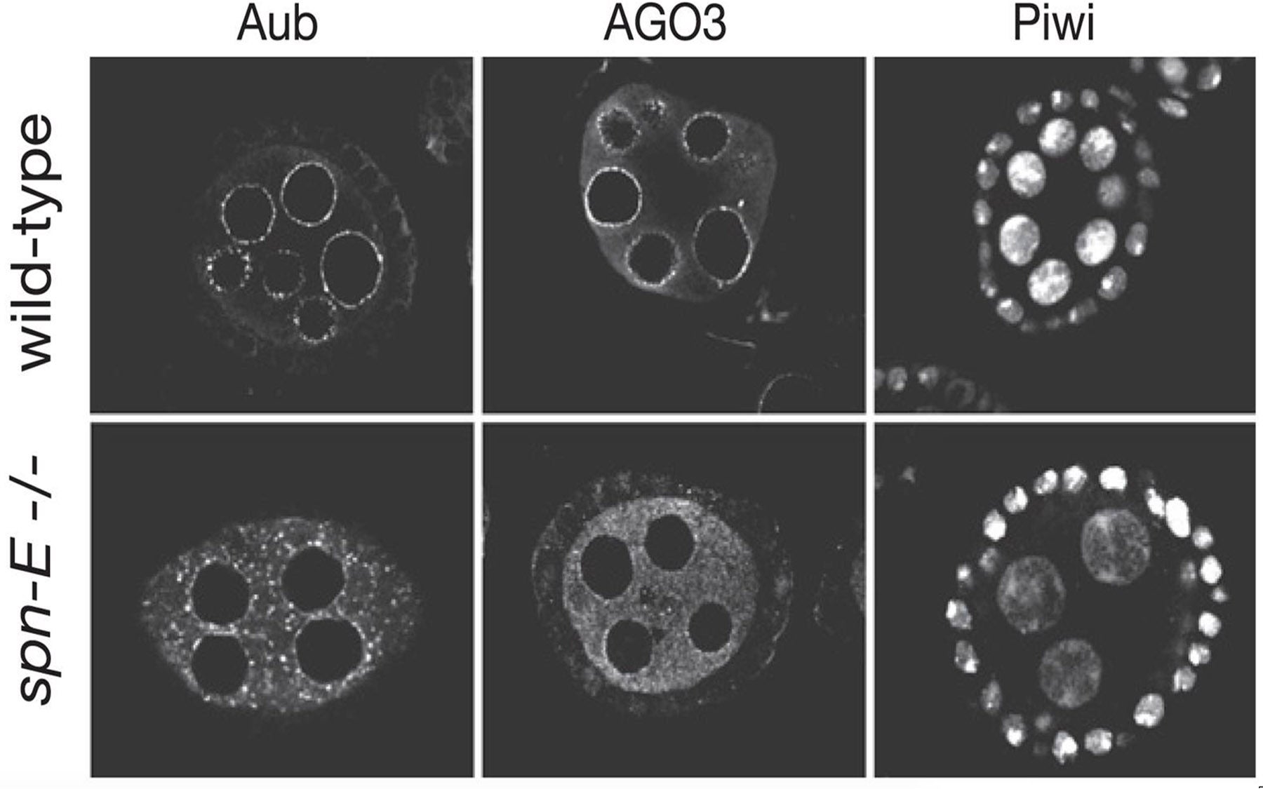 Immunocytochemical analysis Aub AGO3 Piwi