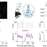Neuron expressions in mice
