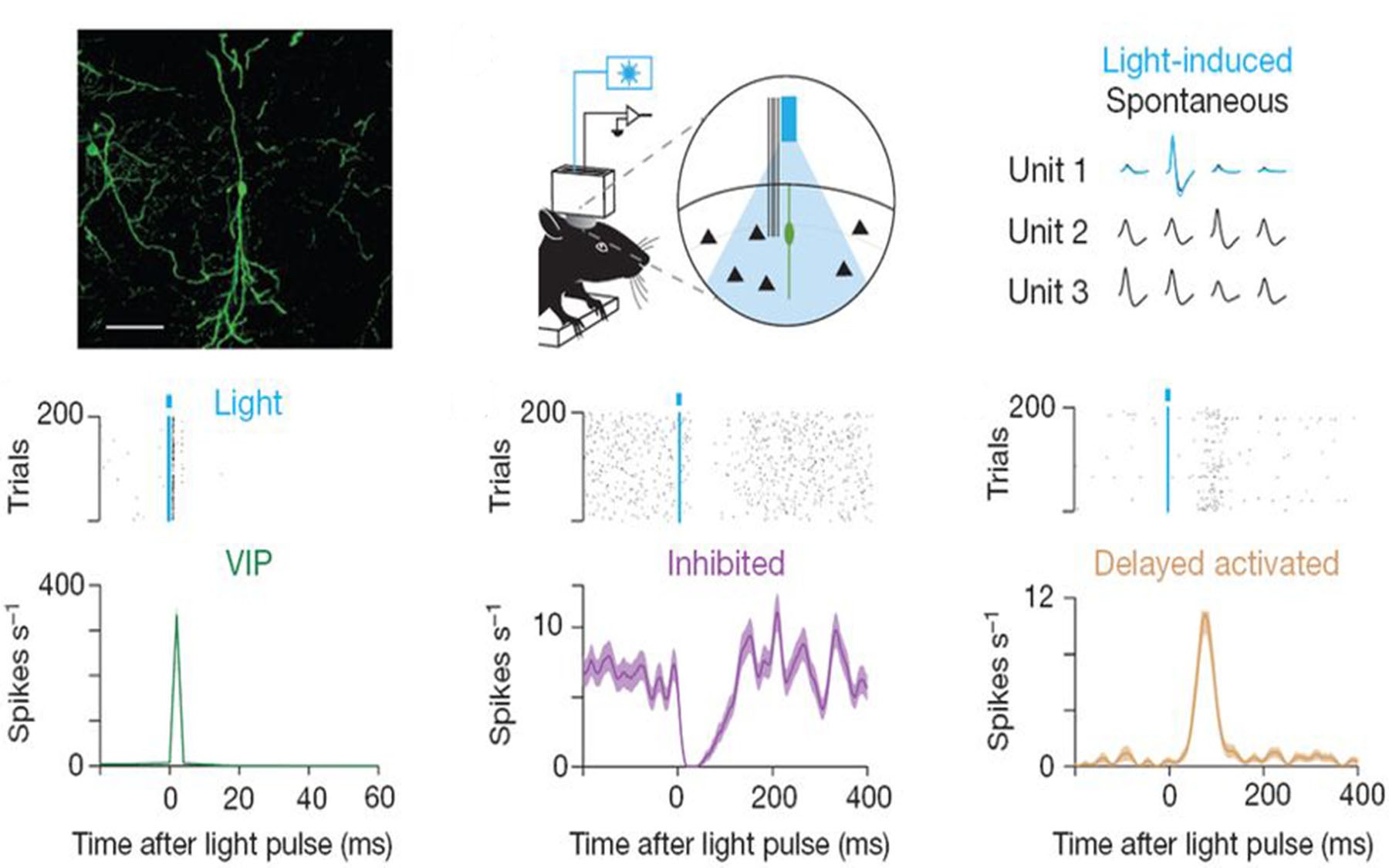 Neuron expressions in mice