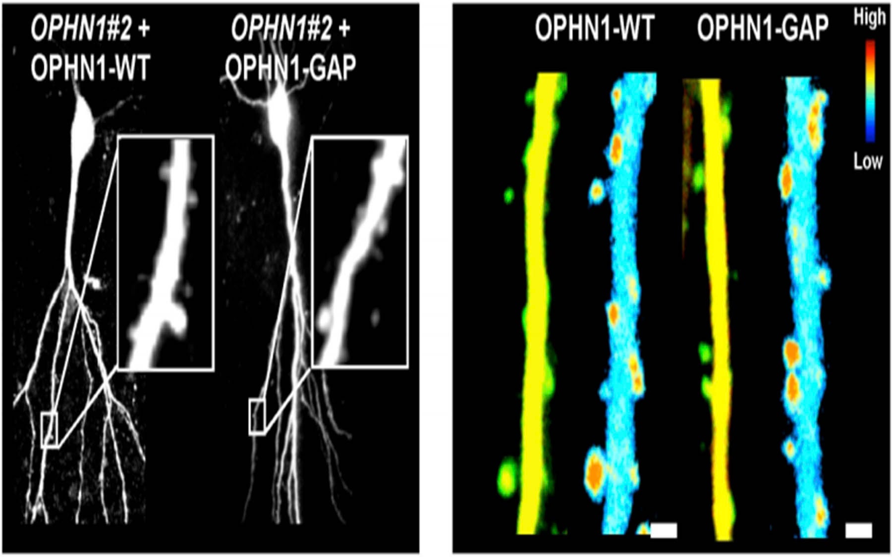 OPHN1-WT and OPHN1-GAP