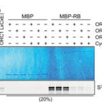 ORC1 represses Cyclin E