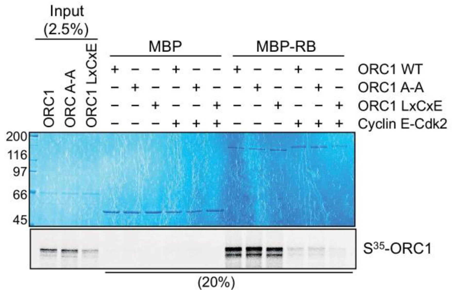 ORC1 represses Cyclin E