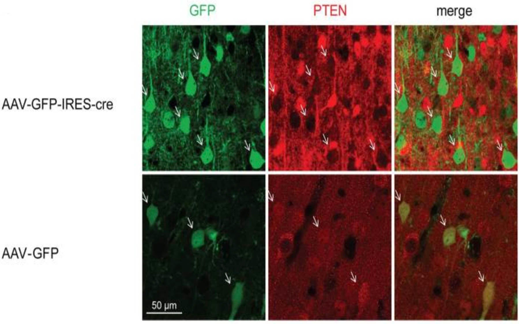 PTEN deletion in animals