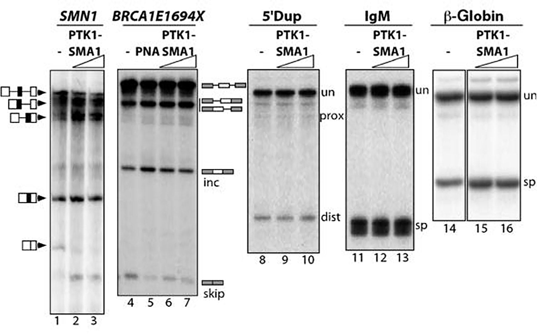 PTK-SMA1 SMN2 exon 7 splicing