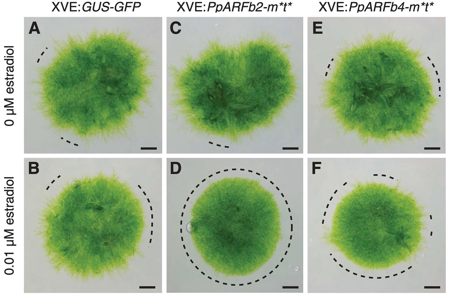 Plants Overexpressing Phenotype