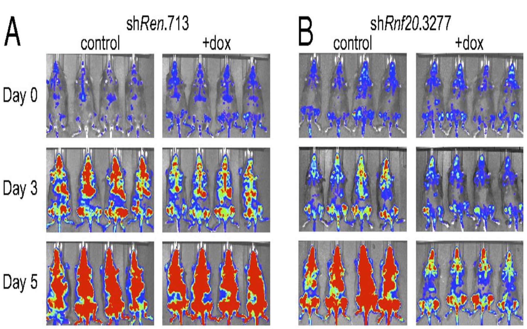 Rnf20 leukemia cells vivo