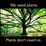 How do plants sense their environment