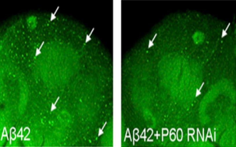 Wortmannin treatment AB42