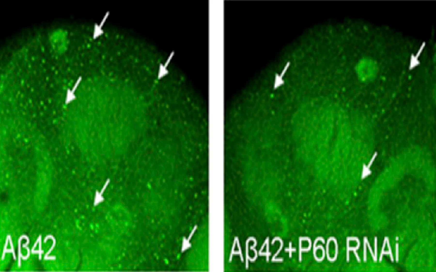 Wortmannin treatment AB42