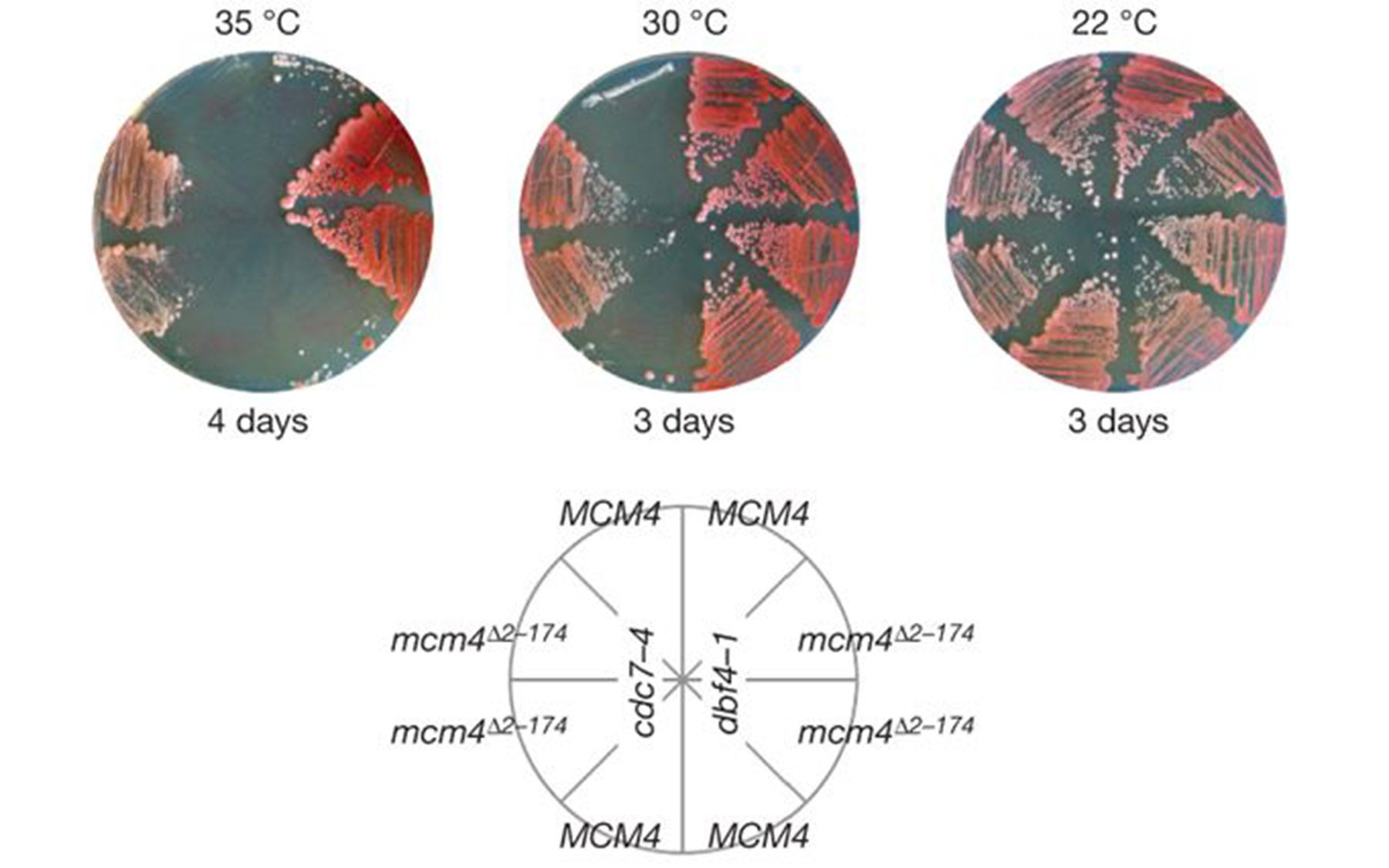 Yeast Strains YPD Plates Stillman