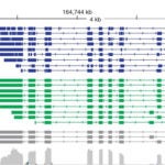 cDNA alignments Zea mays