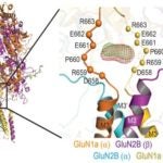 GluN1a/GluN2B NMDA receptors calcium-binding