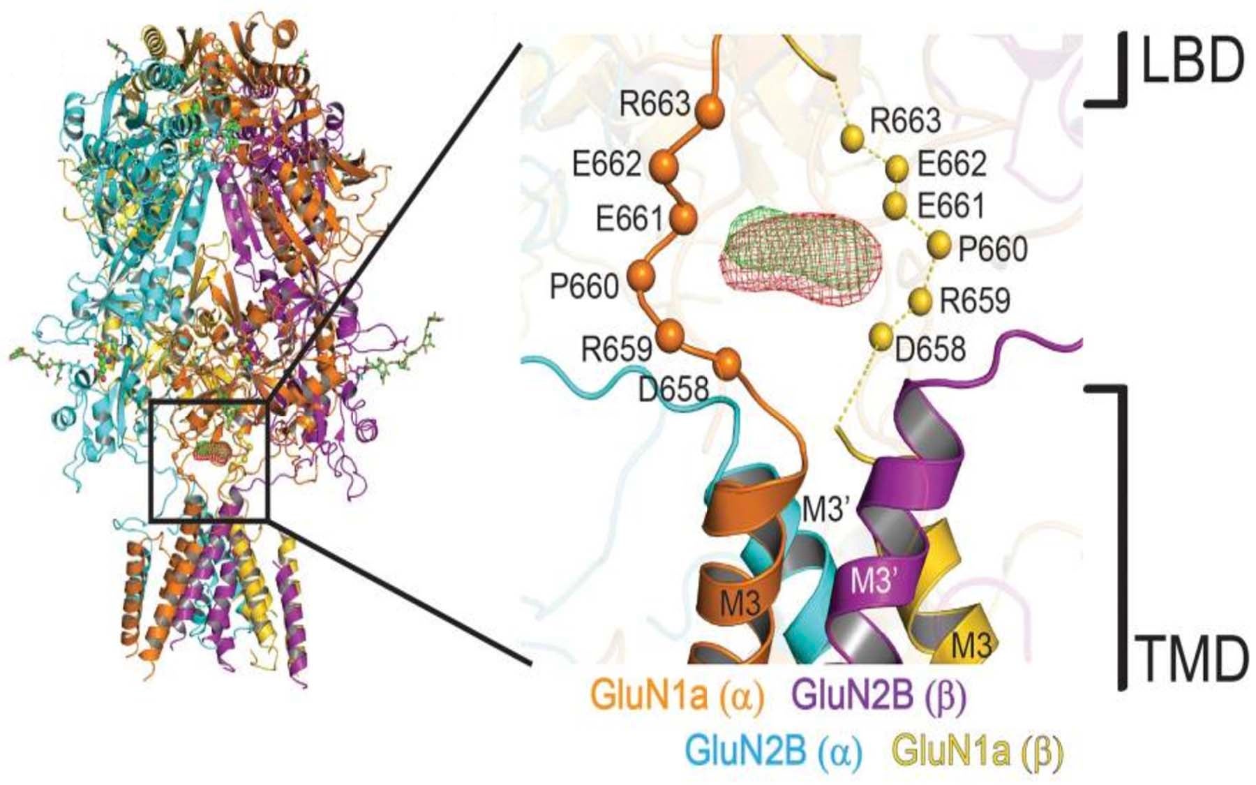 GluN1a/GluN2B NMDA receptors calcium-binding