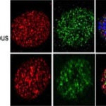co-immunofluorescence Chd5 H3K4me3