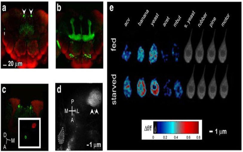 Study shows how neurons enable us to know smells we like and dislike, whether to approach or retreat