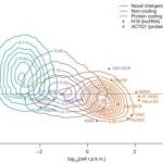 human genome transcription