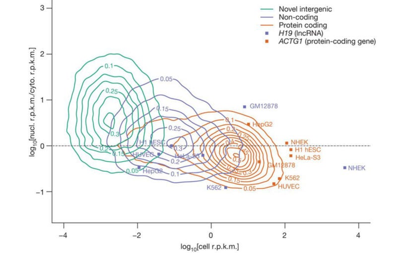 human genome transcription