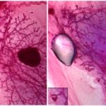 Mammary glands Cd1d