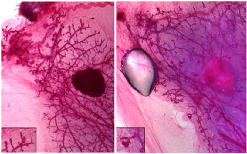 Mammary glands Cd1d