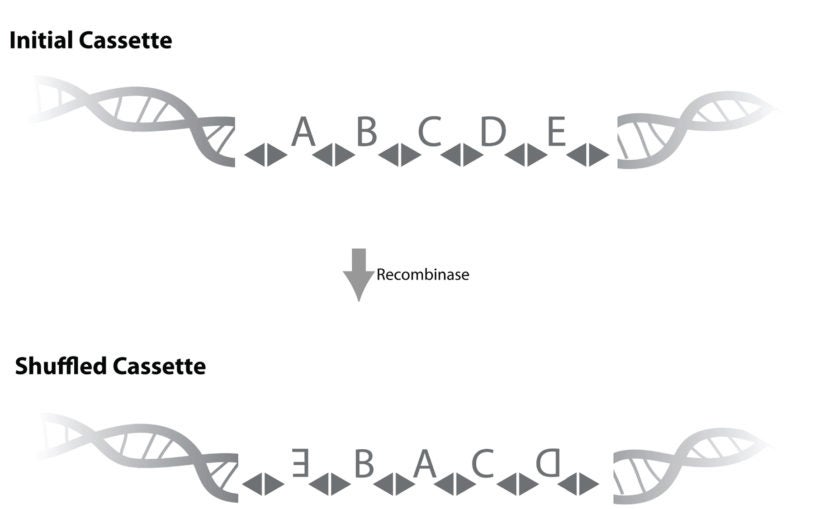 Neuron DNA barcode