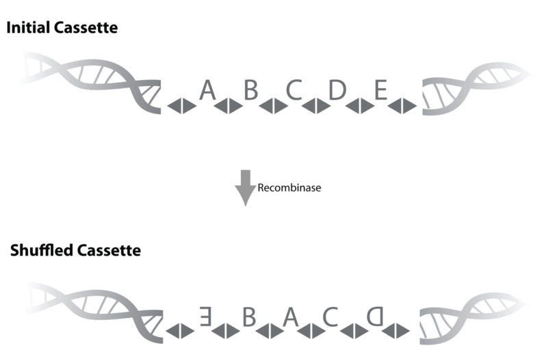 Neuroscientists propose a revolutionary DNA-based approach to map wiring of the whole brain