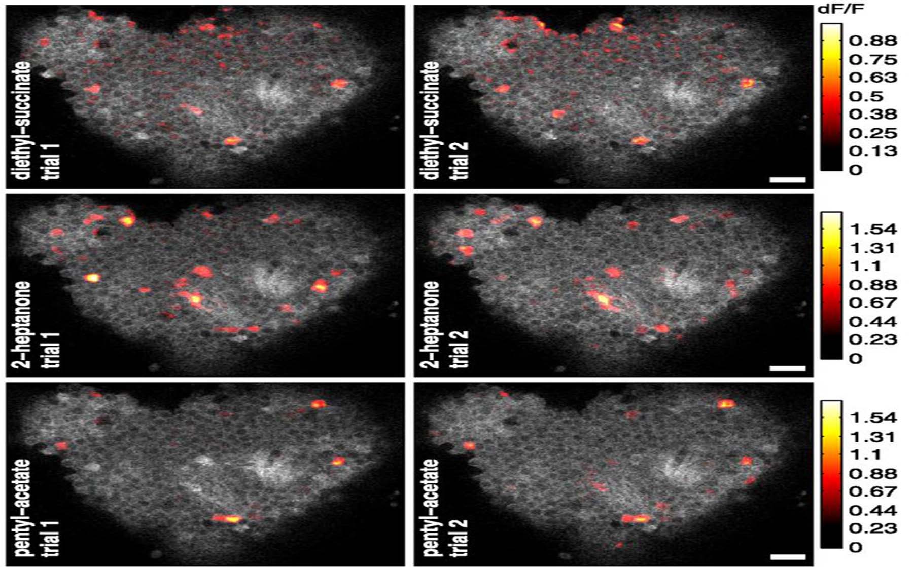 odor response patterns MB