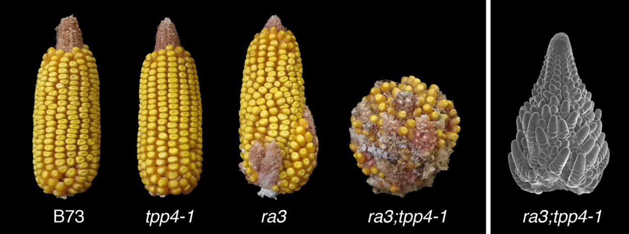 mature ears of wild type maize, tpp4­1, ra3 and ra3;tpp4­1